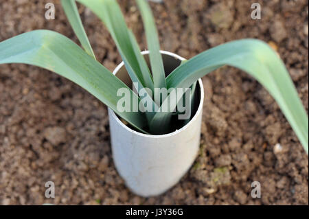 Lauch, Allium Ampeloprasum wächst in Kunststoffrohren zu blanchieren und verlängern die Stielen in ein Gemüse Garten, verschiedene Musselburgh. Stockfoto