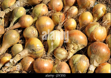 Zwiebeln, Allium Cepa Vielzahl Sturon zum Trocknen in einem Gemüsegarten vor der Lagerung ausgelegt. Stockfoto