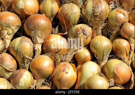 Zwiebeln, Allium Cepa Vielzahl Sturon, trocknen in der Sonne vor der Lagerung. Stockfoto