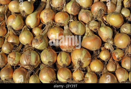 Zwiebeln, Allium Cepa Vielzahl Sturon, trocknen in der Sonne vor der Lagerung. Stockfoto