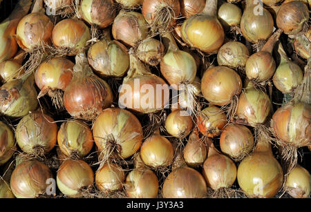 Zwiebeln, Allium Cepa Vielzahl Sturon, trocknen in der Sonne vor der Lagerung. Stockfoto