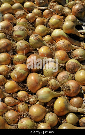 Zwiebeln, Allium Cepa Vielzahl Sturon, trocknen in der Sonne vor der Lagerung. Stockfoto