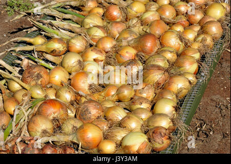 Zwiebeln, Allium Cepa Vielzahl Sturon zum Trocknen in einem Gemüsegarten vor der Lagerung ausgelegt. Stockfoto