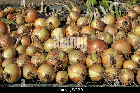 Zwiebeln, Allium Cepa Vielzahl Sturon zum Trocknen in einem Gemüsegarten vor der Lagerung ausgelegt. Stockfoto