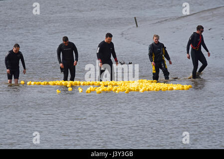 Männer in Neoprenanzügen organisieren gelbe „Gummi“-Plastikenten während eines Entenrennens im River Blackwater, Maldon, Essex Stockfoto