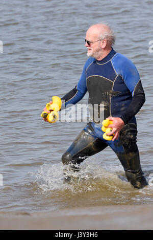 Mann in Wetsuits organisiert gelbe „Gummi“-Plastikenten während eines Entenrennens im River Blackwater, Maldon, Essex Stockfoto