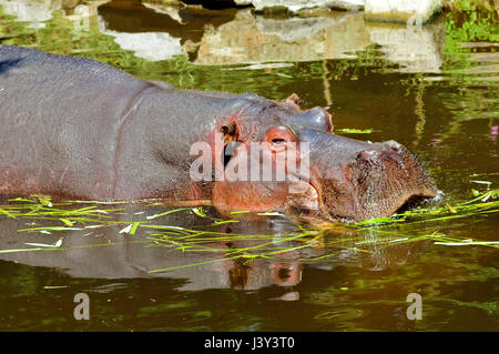 Nahaufnahme der Hippopotamus Amphibius in Wasser mit Grass an der Oberfläche Stockfoto