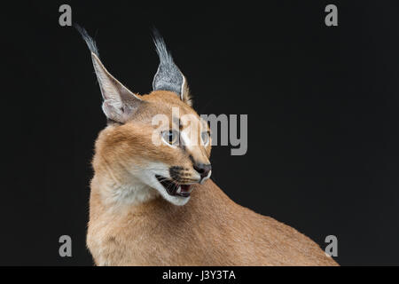 Schöne Karakal Luchs 6 Monate alte Kätzchen sitzen auf schwarzem Hintergrund. Studio gedreht. Kopieren Sie Raum. Stockfoto