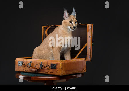 Schöne Karakal Lynx 6 Monate alt Kätzchen sitzen in Vintage Reise Reisekoffer auf schwarzem Hintergrund. Studio gedreht. Kopieren Sie Raum. Stockfoto