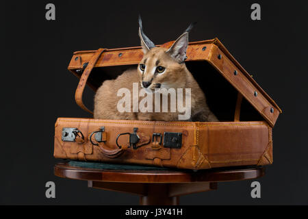 Schöne Karakal Lynx 6 Monate alt Kätzchen sitzen in Vintage Reise Reisekoffer auf schwarzem Hintergrund. Studio gedreht. Kopieren Sie Raum. Stockfoto