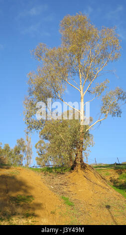 Eukalyptus-Baum in der frühen Morgensonne in Alora Landschaft Andalusiens Stockfoto