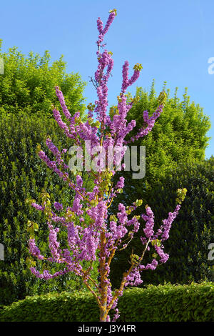 Kleinen Judasbaum (Cercis Siliquastrum) in voller Blüte Stockfoto