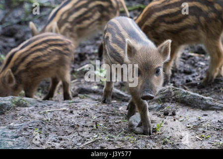 Wildschwein Ferkel, Eber Wildpark Bowland Chipping, Lancashire. Stockfoto