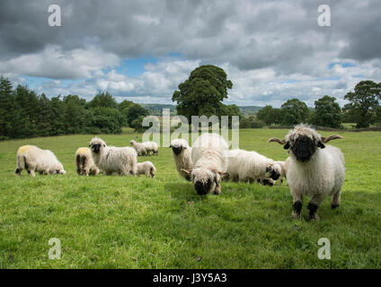 Valais Blacknose Schafe und Lämmer, Longnor, Staffordshire. Stockfoto