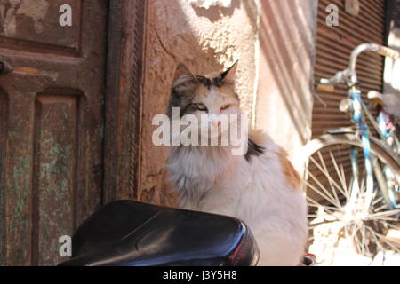 Katze auf Fahrradsitz Marrakesch, Marokko Stockfoto