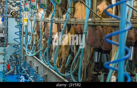 Holstein Kühe im Melkstand, Cumbria Melken. Stockfoto