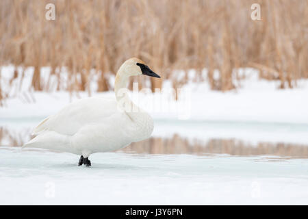 Trompeter Schwan (Cygnus Buccinator) im Winter, zu Fuß über einen gefrorenen Schnee und Eis bedeckt Fluss, Grand-Teton-Nationalpark, Wyoming, USA. Stockfoto