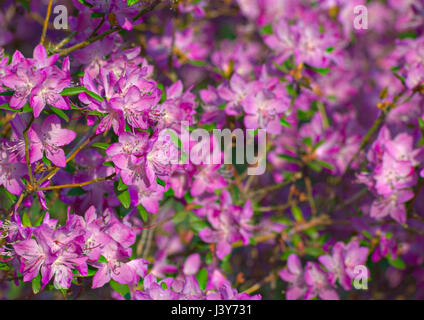 Rhododendron Ledebourii, eine Pflanze aus der Familie der Ericaceae. Stockfoto