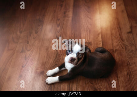 Porträt von Boston Terrier Welpe liegend auf Holzboden Stockfoto