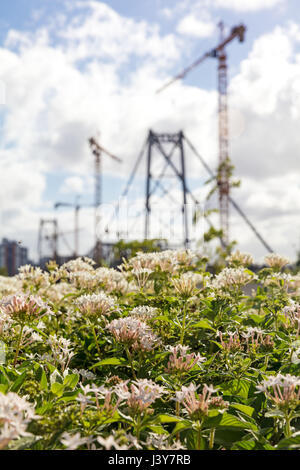 Blumen von Ponte Hercilio Luz-Brücke in Florianópolis, Santa Catarina, Brasilien Stockfoto