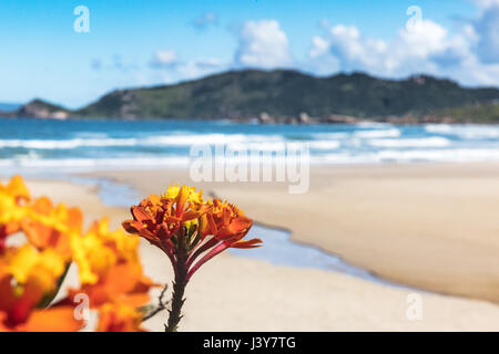 Nahaufnahme von orange Blumen Strand, Florianopolis, Santa Catarina, Brasilien Stockfoto