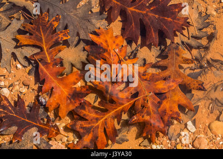 Gefallenen Eichenlaub Gambels, Quercus Gambelii, in einem Stream in Bären Ohren National Monument, südlichen Utah, USA Stockfoto