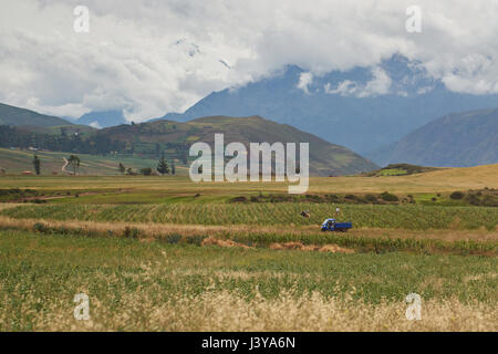 Grünes Feld mit Bauern ernten Ernte. Natürliche Landwirtschaft Hintergrund Stockfoto