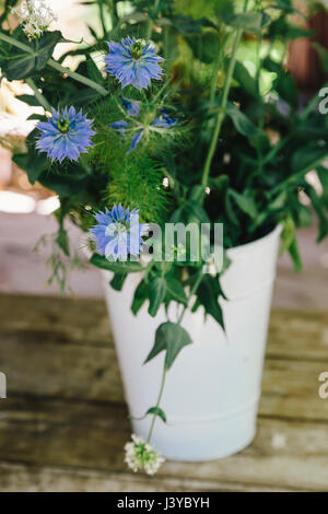 Love-in-a-Mist Blumen in Vase Stockfoto