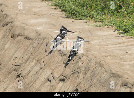 Paar pied Eisvogel ceryle Rudis auf einer Steinmauer von Ufer stand Stockfoto