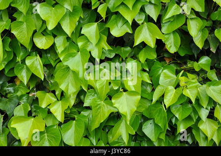 Natürlichen Hintergrund der pulsierenden grünen Efeu Blätter an der Wand Stockfoto