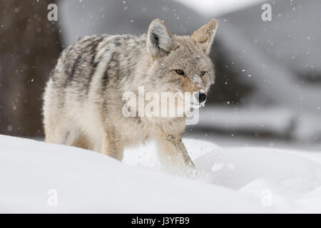 Kojote (Canis Latrans), Erwachsene im Winter, Wandern, laufen durch den Tiefschnee, schlau, shifty, böse Blick, gerade für Beute, Tierwelt, USA. Stockfoto