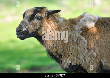 Profil-Porträt-Schafe von Kamerun Ovis aries Stockfoto