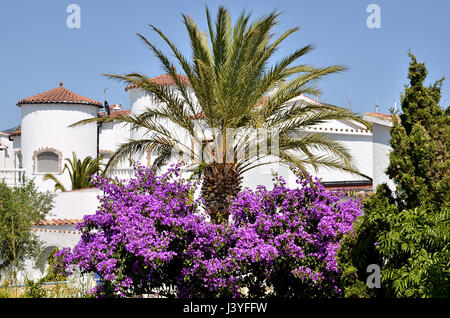 Palme und Bougainvillea in Spanien Stockfoto