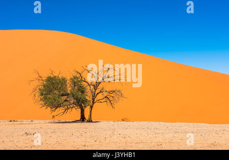 Düne 45, Sossusvlei, Namib-Naukluft-Nationalpark, Namibia Stockfoto