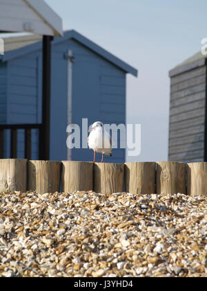 Möwe saß auf Post in der Nähe von Strandhütten auf Calshot Strand, Southampton, Hampshire, England, UK Stockfoto