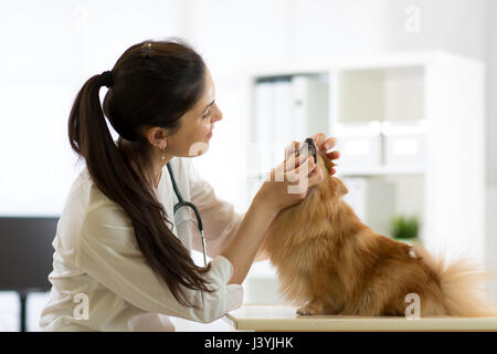 Weibliche Tierarzt untersucht die Zähne des Hundes in Klinik Stockfoto