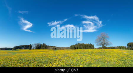 Baum auf gelbe Blume Wiese, blauer Himmel und weiße Wolken Stockfoto