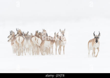 Pronghorns / Gabelboecke (Antilocapra Americana) im Winter, kleine Gruppe zusammen, scheint darauf bedacht, ein bei Männchen geht voraus, USA. Stockfoto