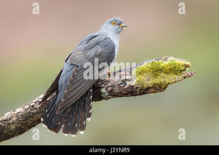Männlicher Kuckuck (Cuculus Canorus) thront auf einem Ast in den Brecon Beacons, Wales, UK Stockfoto