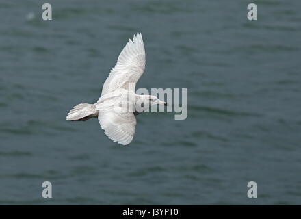 Glaucous Gull (Larus Hyperboreus) zunächst im Flug Choshi, Präfektur Chiba, Japan Februar winter Stockfoto