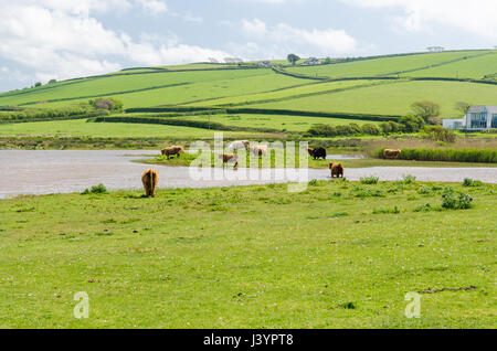 Eine Herde der Schottischen Hochlandrinder Weiden in einem Feld in der Nähe von South Milton Sands in South Hams in Devon Stockfoto