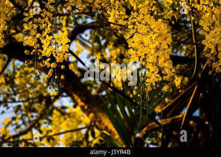 Goldene Dusche Baum (Cassia Fistula) Stockfoto