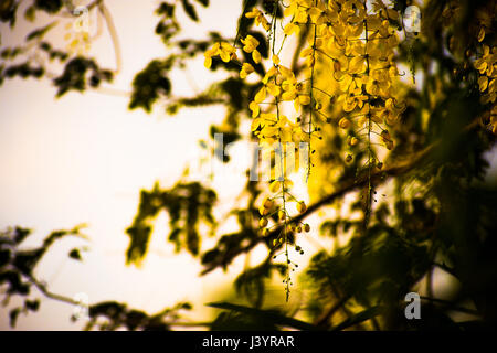 Goldene Dusche Baum (Cassia Fistula) Stockfoto