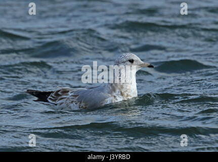 Kamtschatka Gull (Larus Canus Camtschatchensis) zuerst winter Schwimmen im Meer Choshi; Chiba Präfektur, Japan Februar Stockfoto