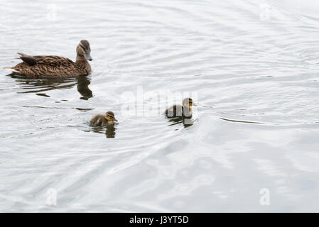 Eine Stockente (Anas Platyrhynchos) schwimmen mit duckings Stockfoto