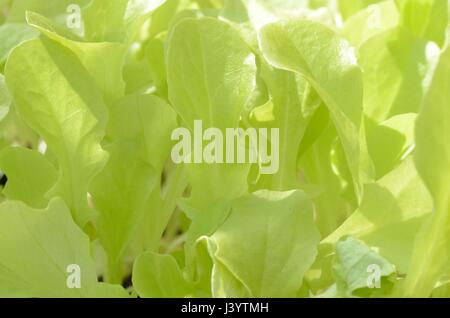Salatblätter Anbau im Gewächshaus Stockfoto
