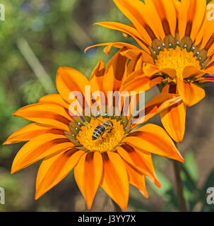 Close-up Detail einer Honigbiene Apis Pollen sammeln auf Gelb daisy flower im Garten Stockfoto