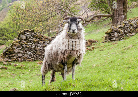 Ein Swaledale Schafen steht an einem Hang vor einer Trockenmauer im englischen Lake District. Die Ewe ist interessiert und zahlende Aufmerksamkeit. Stockfoto