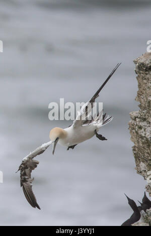 Tölpel in Bempton Cliffs, einem Naturschutzgebiet, geführt von der RSPB, an Bempton im Osten Reiten von Yorkshire, England. Stockfoto