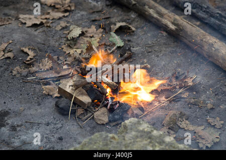 Eiche Holz-Feuer in einem Wald Stockfoto